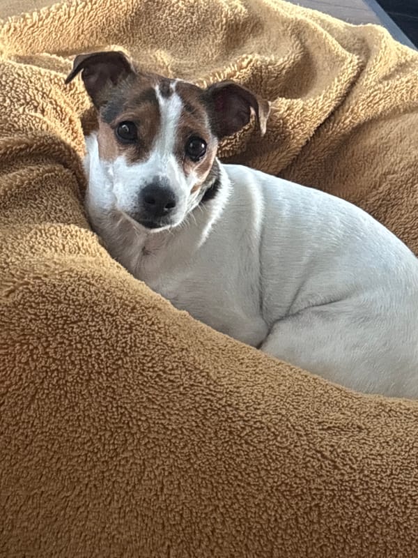 Jack Russell Terrier rests in dog bed in Plovdiv