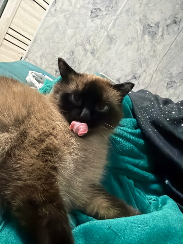 Animal close-ups from Tuymazy: a drowsy Siamese cat and a horse's eye