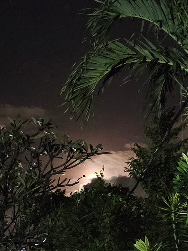 Moon rising over Denpasar, framed through tropical foliage