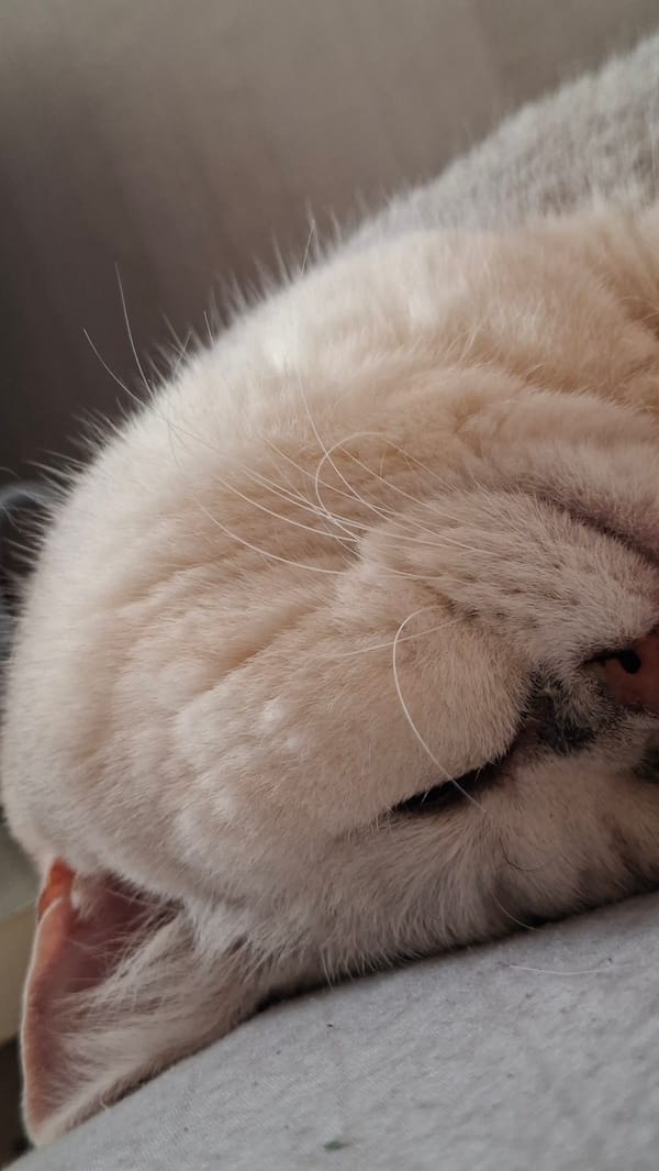Cozy cat moments captured across Belarus home