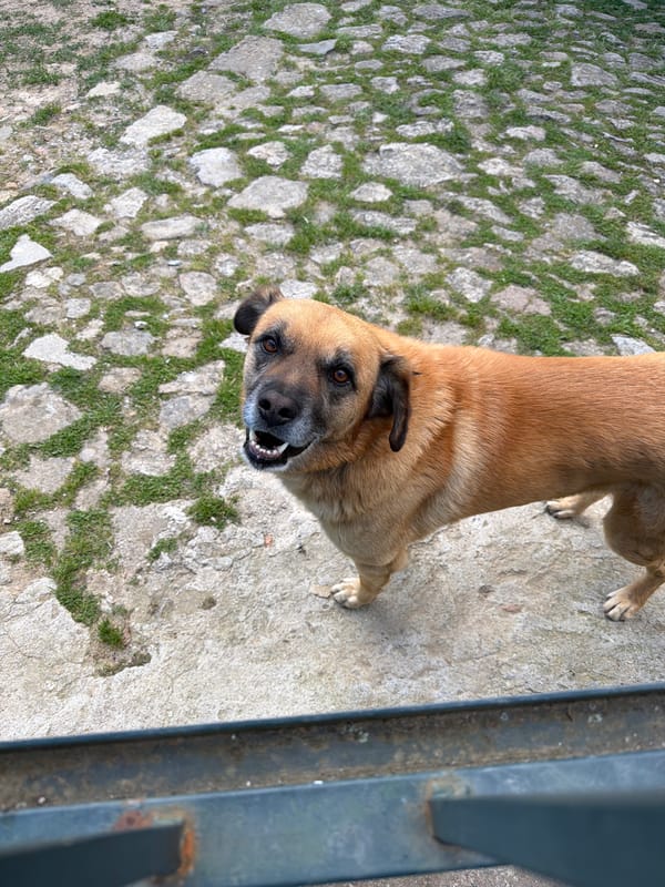 Tan dog spotted on stone surface in Vila Real