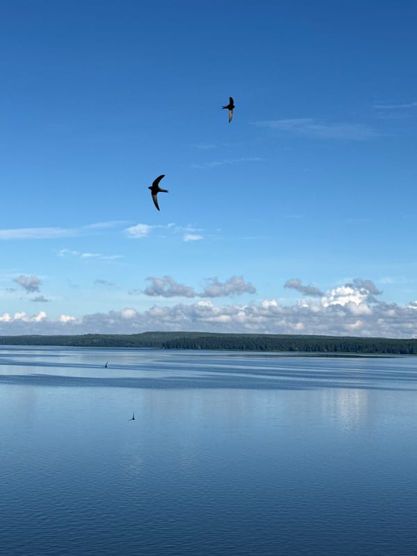 Quiet afternoon at Votkinsk Reservoir, birds in flight