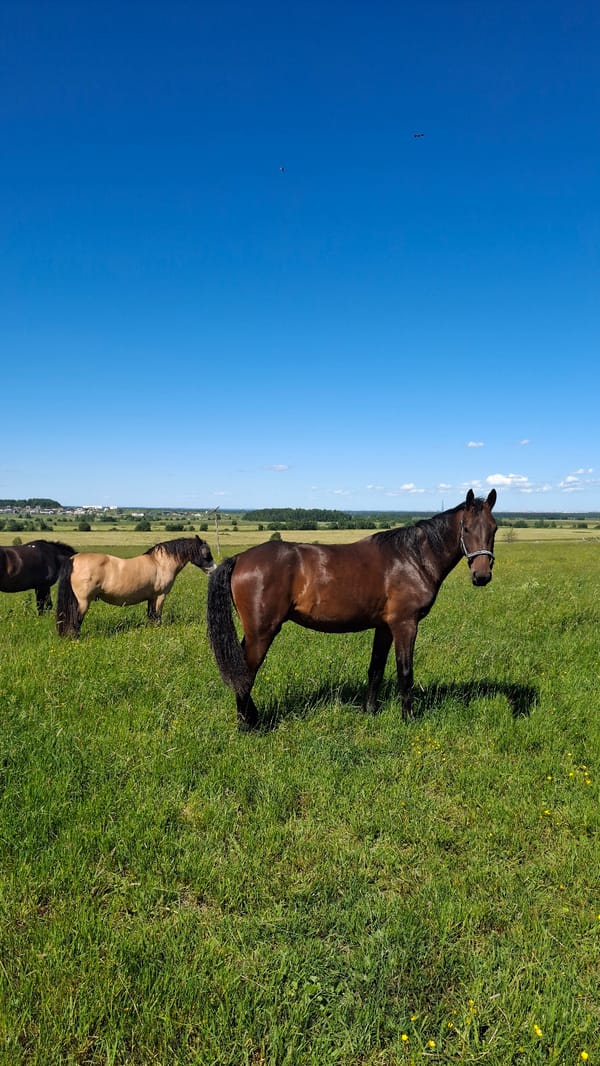 Horses graze in a sunlit Russian meadow near Kaporskoe