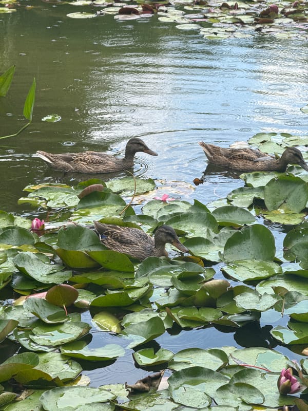 Ducks and water lilies on a quiet Sirius pond