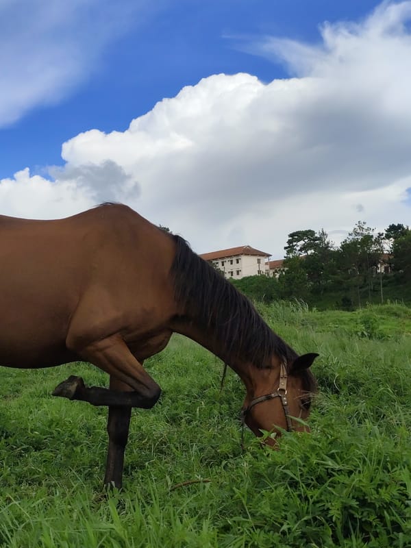 Horses grazing by Xuan Huong Lake in Da Lat