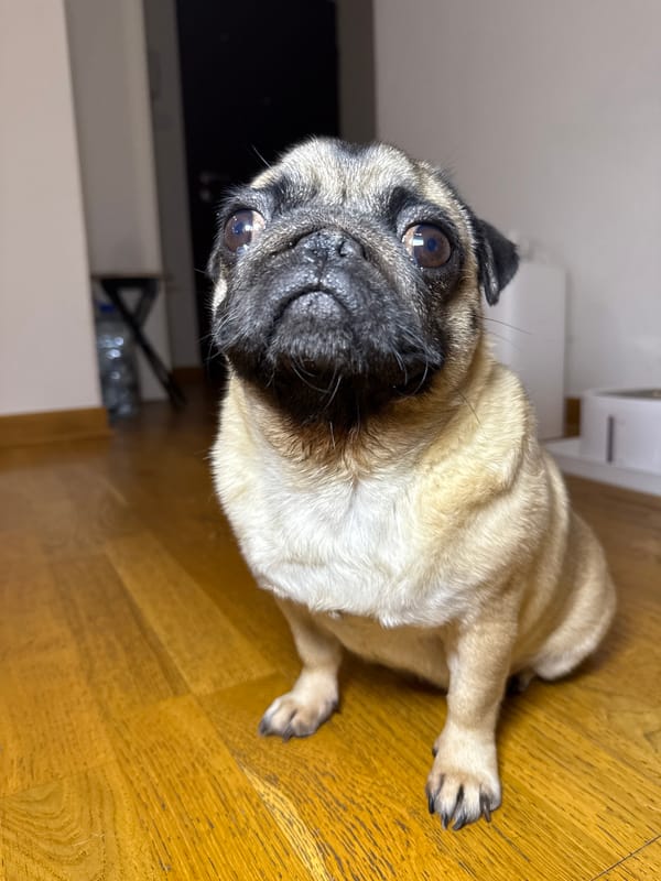 Pug portraits and close-up selfies on a wooden floor