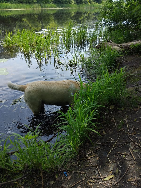 Lab with red collar roams a quiet Kyiv riverside on a summer morning