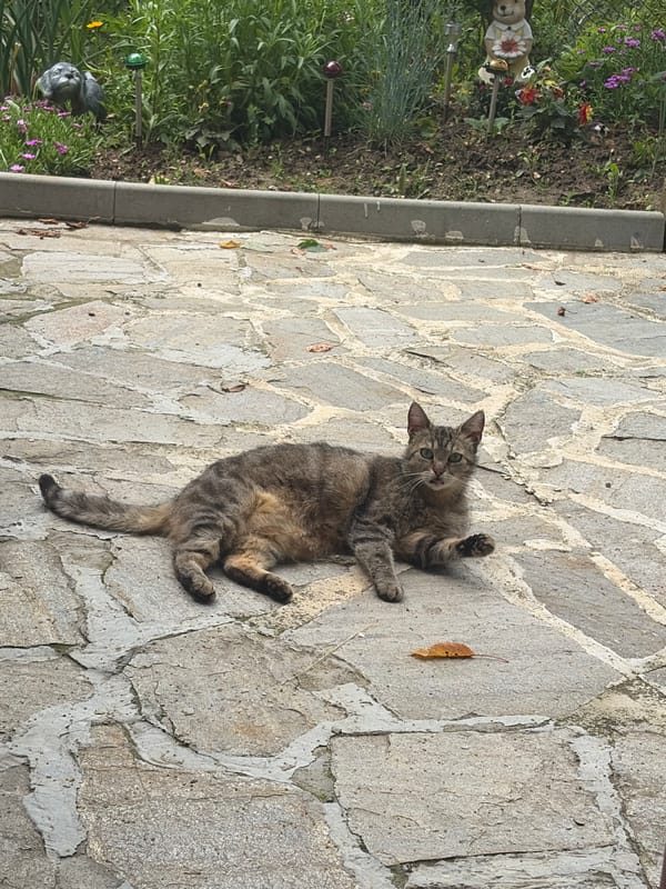 Cats spotted resting and playing in Gabrovo, Bulgaria