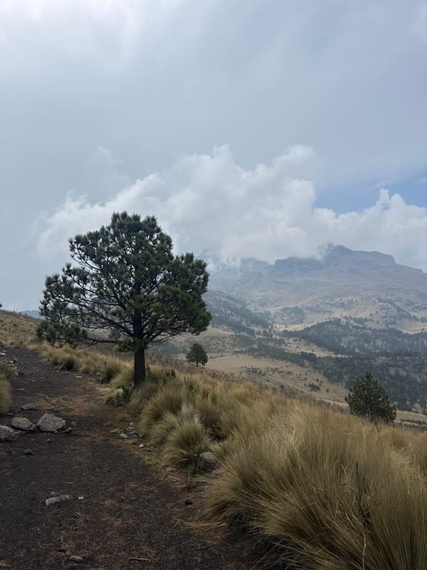 Pine tree and golden grasses observed in Tlamacas, Mexico