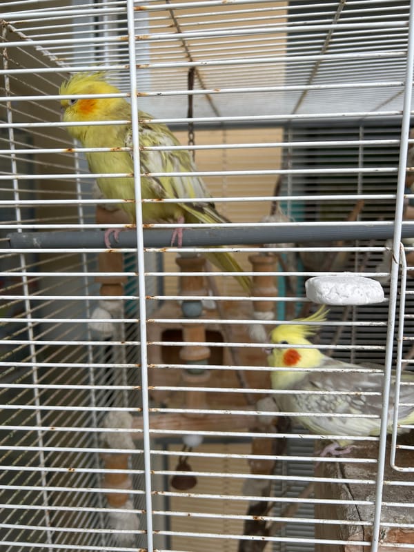 Domestic birds and orchid documented in Le Gosier, Guadeloupe