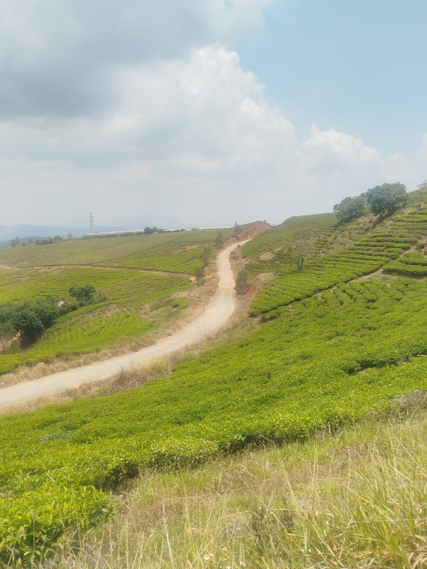 Tea plantation documented in Phát Chi, Vietnam