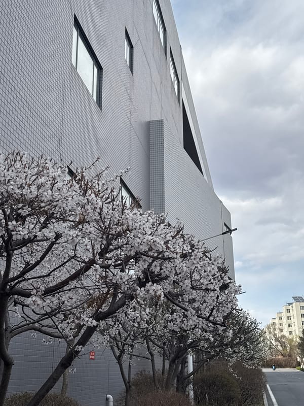 Spring cherry blossoms bloom alongside modern buildings in Zhongtun