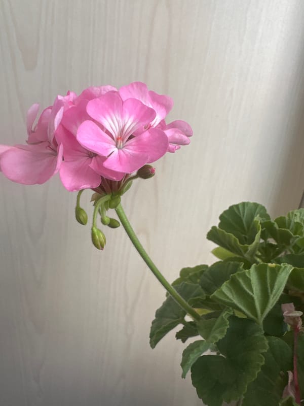 Pink geraniums up close against a warm wood backdrop