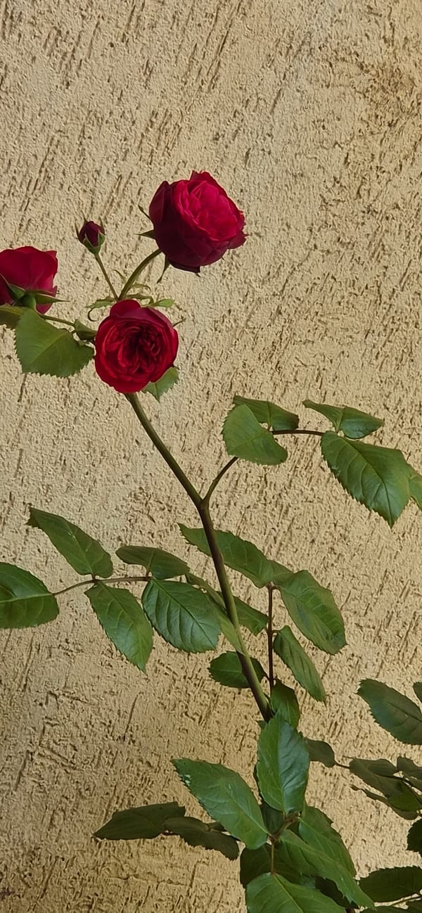 Afternoon photography session captures roses and moments in Varna