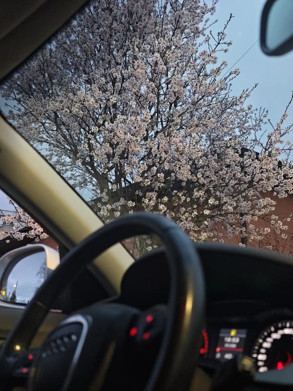 Spring blossoms viewed from car in Kozloduy, Bulgaria