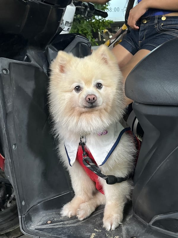 Dressed-up Pomeranian rides and relaxes in Kuta Selatan