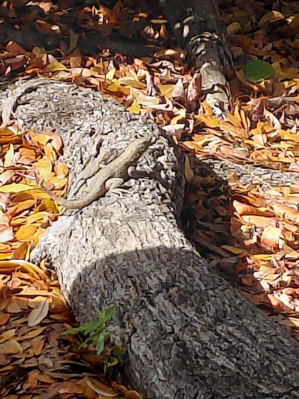 Miami residents spot lizard, autumn leaves in local nature