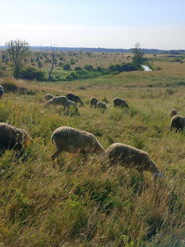 Sheep and goats roam open hillside pastures and wooded paths
