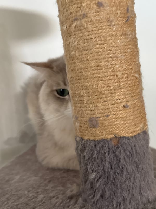 Cats and kittens relaxing in cozy indoor settings