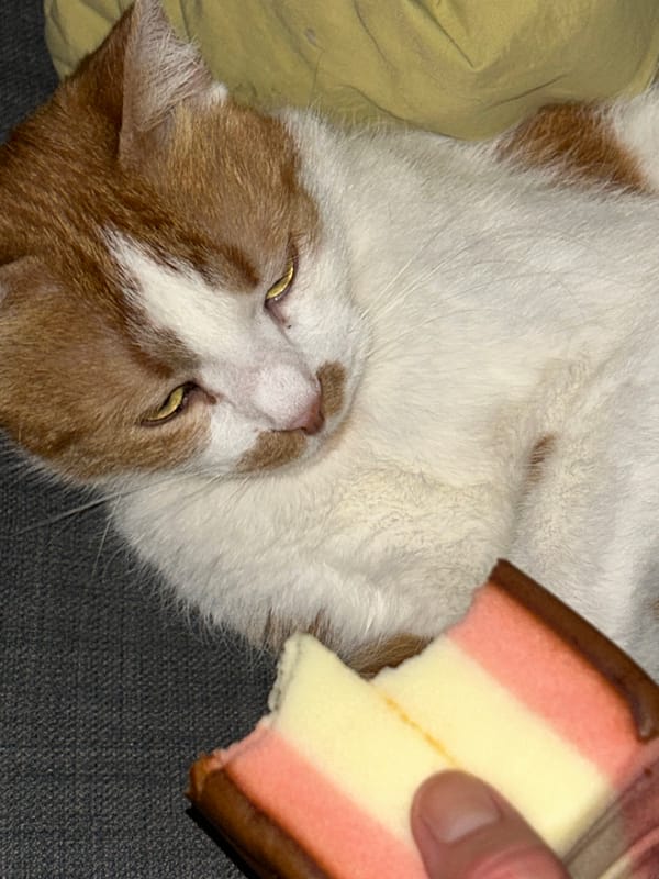 Cat photographed resting with wafer cookie in Tel Aviv
