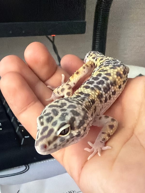 Domestic life documented in Izhevsk: pet gecko, child moments