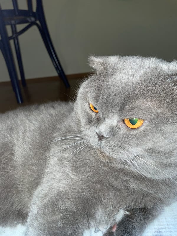 Gray Scottish Fold cat observed indoors during evening hours