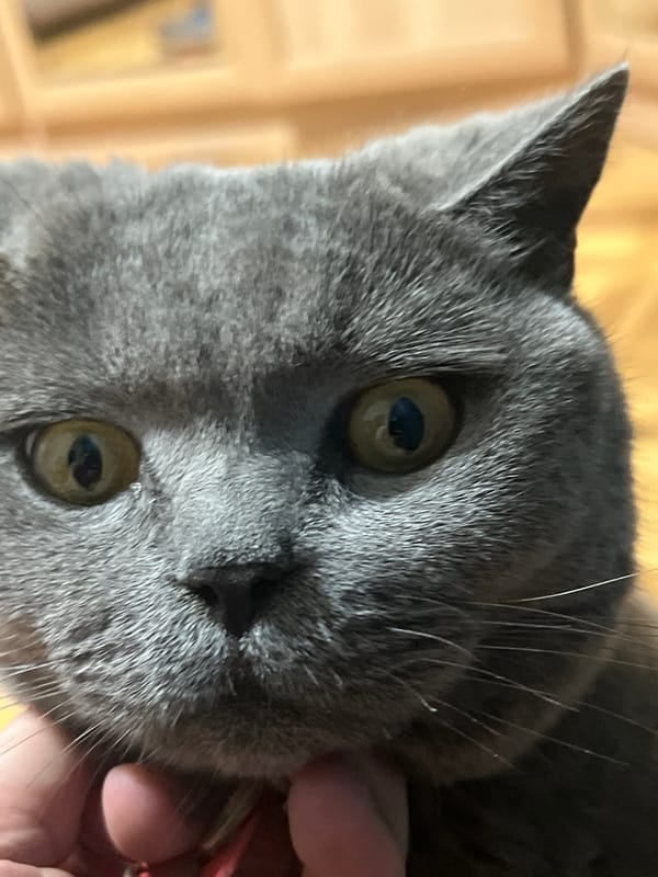 Grey cat with red collar eating from bowl in Sochi