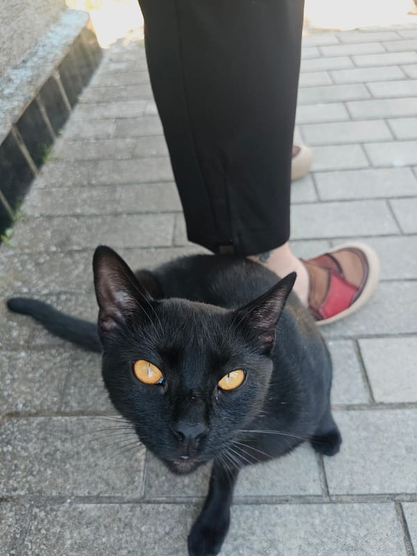 Black cat interactions documented in Skadovsk garden walkway