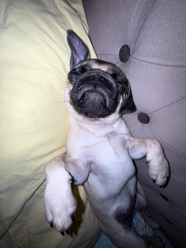 Pug puppy naps and lounges on a yellow blanket