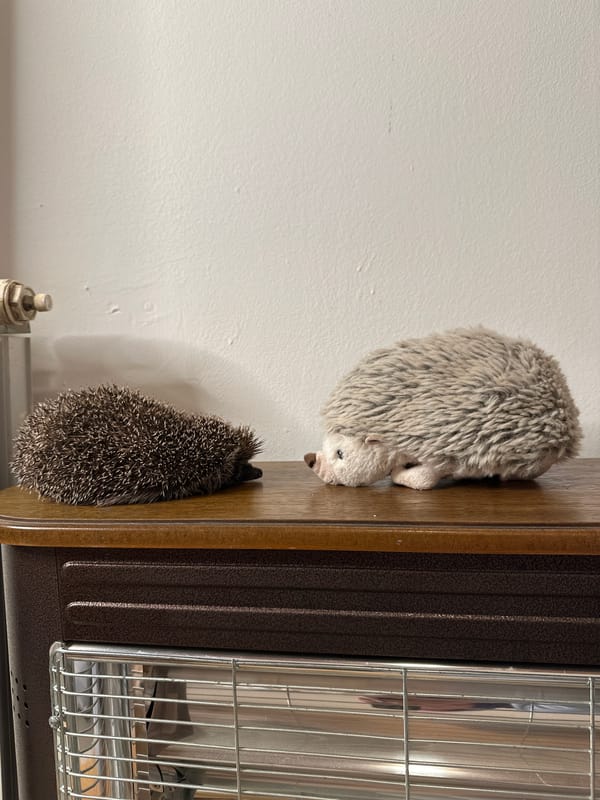 Stuffed hedgehogs displayed on wooden surface in Zagreb home