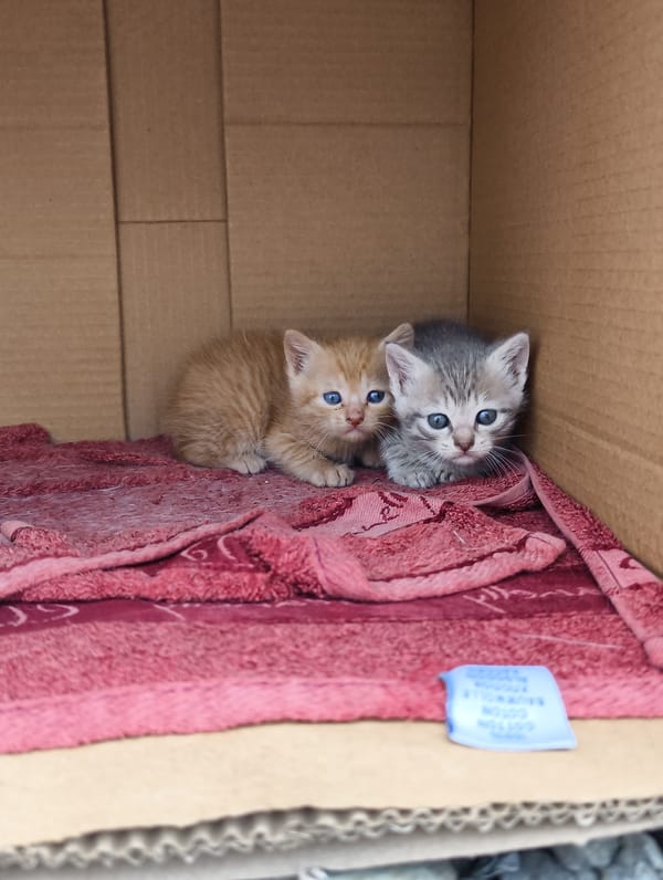 Two kittens rest in cardboard box in Chaika, Ukraine