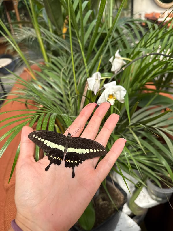 Person holds black-and-white butterfly in Ubud garden setting