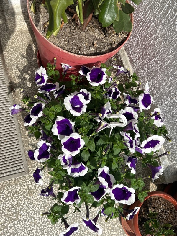 Spring day scenes documented across Zlatograd, Bulgaria streets