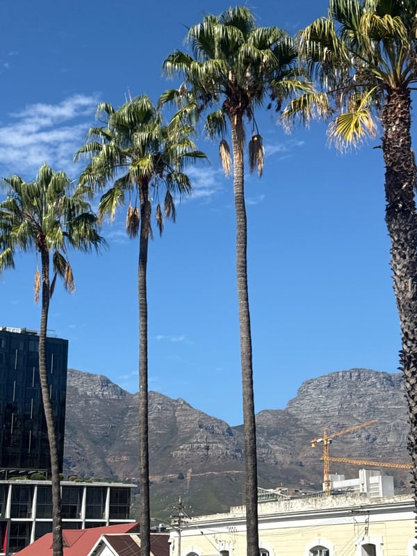 Palm trees frame Table Mountain view in Cape Town