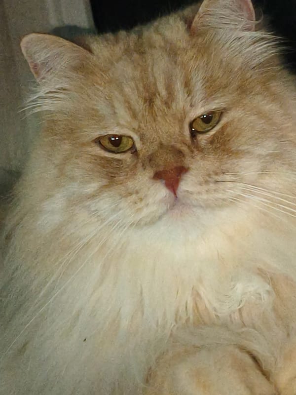 Cats and kittens in portraits, naps, and a carrier.