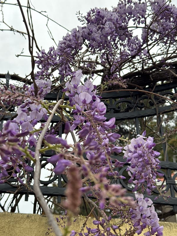 Wisteria blooms captured along fence in Šušanj Montenegro
