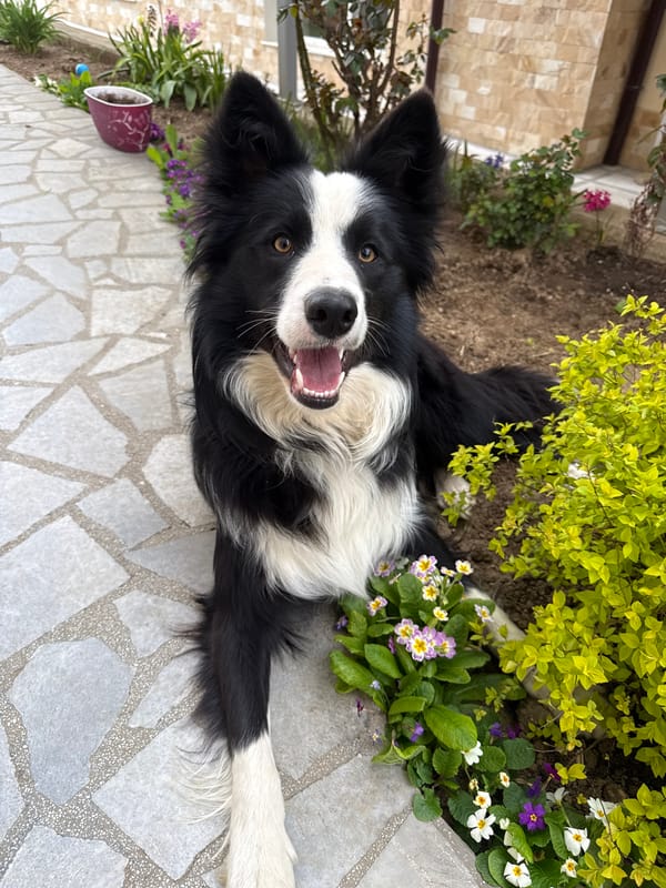 Border Collie rests on stone patio in Berkovitsa, Bulgaria