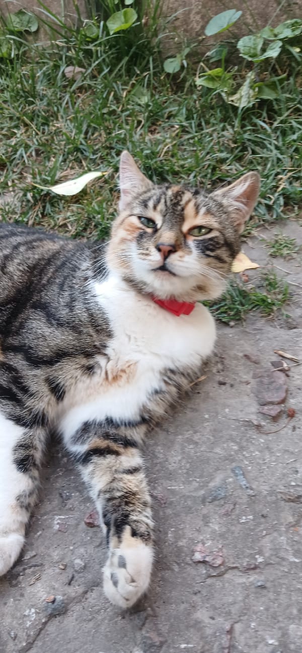 Summer garden life in Sumy: flowers, a cat, and open sky