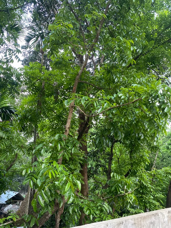 Rural livestock and polluted waterways documented across Bangladesh