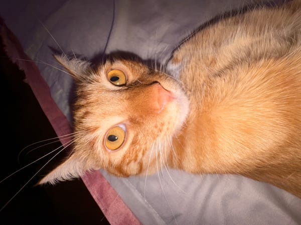 Pet playtime session in Vratsa with cats and dog