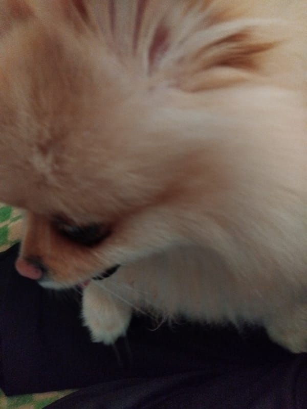 Pomeranian dog photographed resting indoors in Apriltsi, Bulgaria