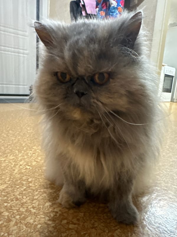 Long-haired cat observed indoors in Chaikovsky, Russia
