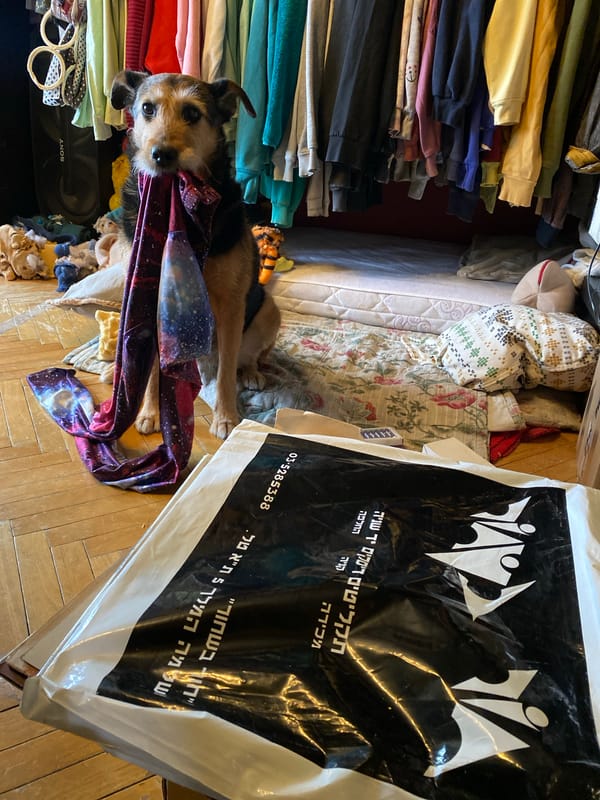 Dog plays with scarf on bed in Khimki home