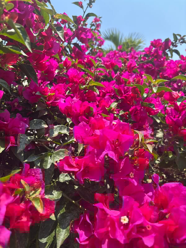 Vibrant bougainvillea blooms observed in Cuernavaca, Mexico