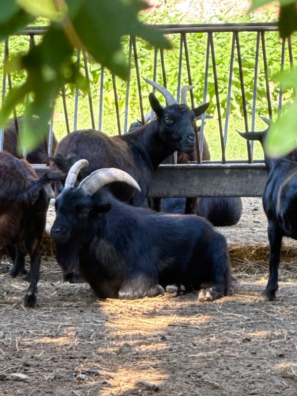 Goats and llamas at rest in Pleven Zoo enclosures