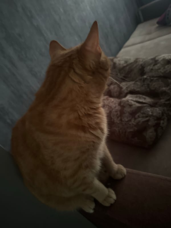 Orange tabby cat explores indoor space across multiple angles