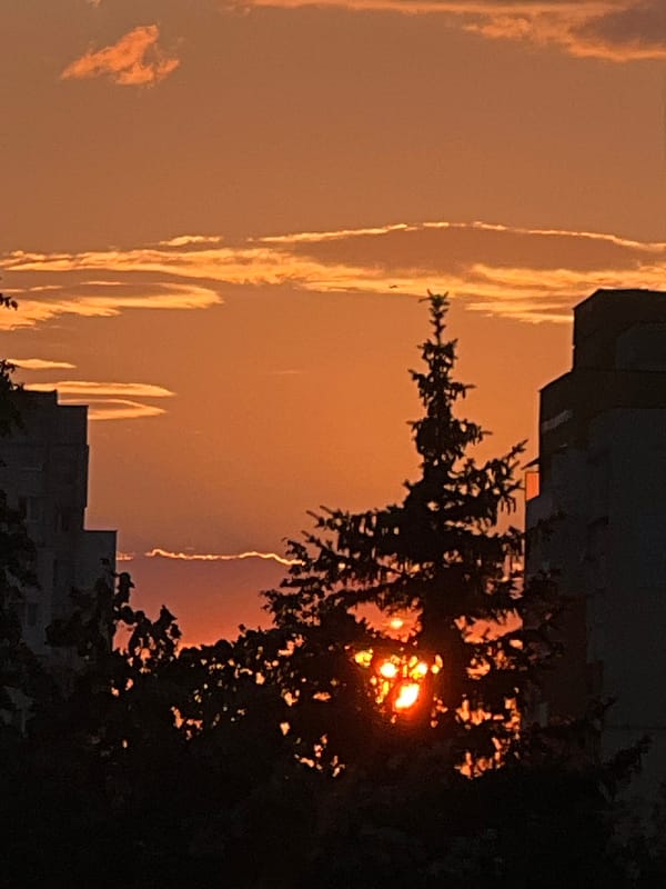 Orange sunset framed through silhouetted city trees