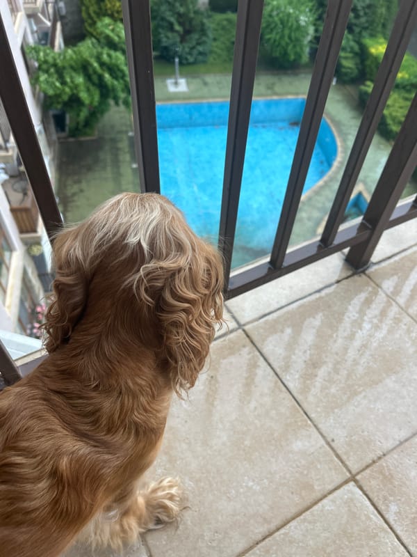 Cocker spaniel spotted in indoor spaces with orchid decor