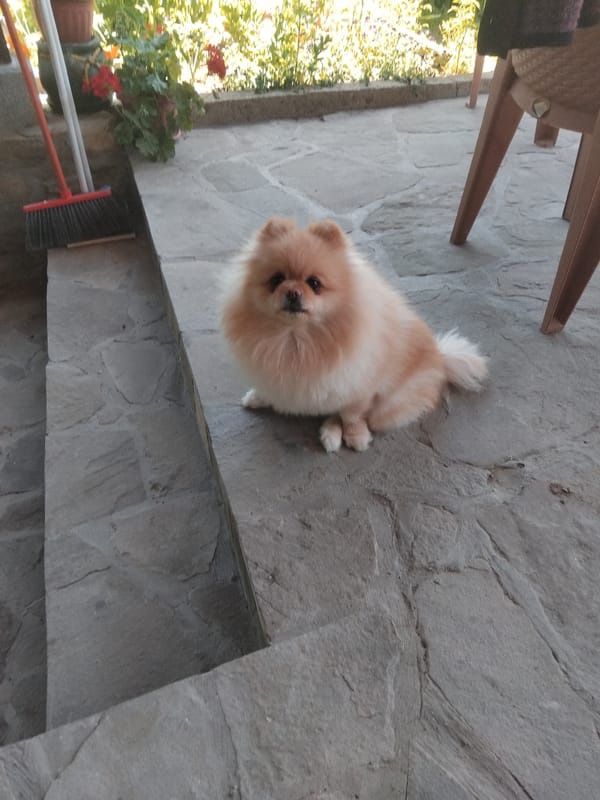 Pomeranian dog photographed on stone patio in Apriltsi, Bulgaria