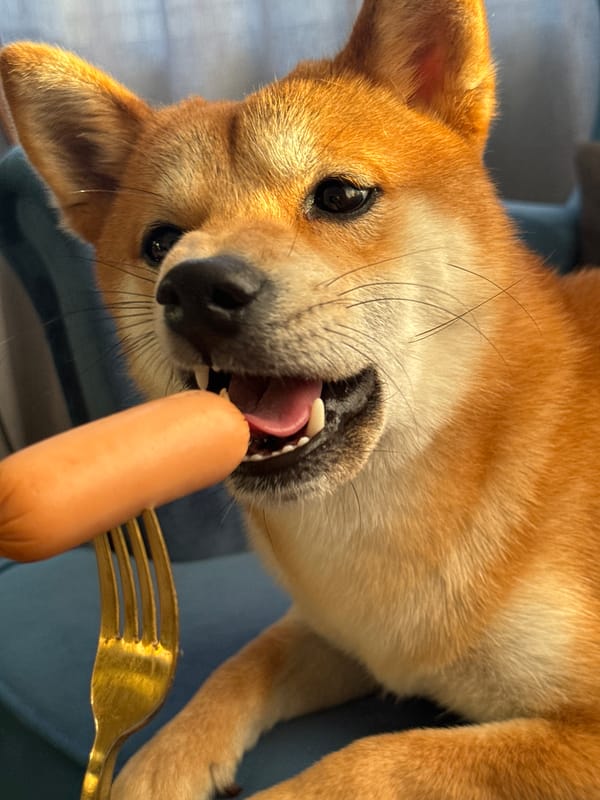Shiba Inu fed sausage from gold fork in Latvia